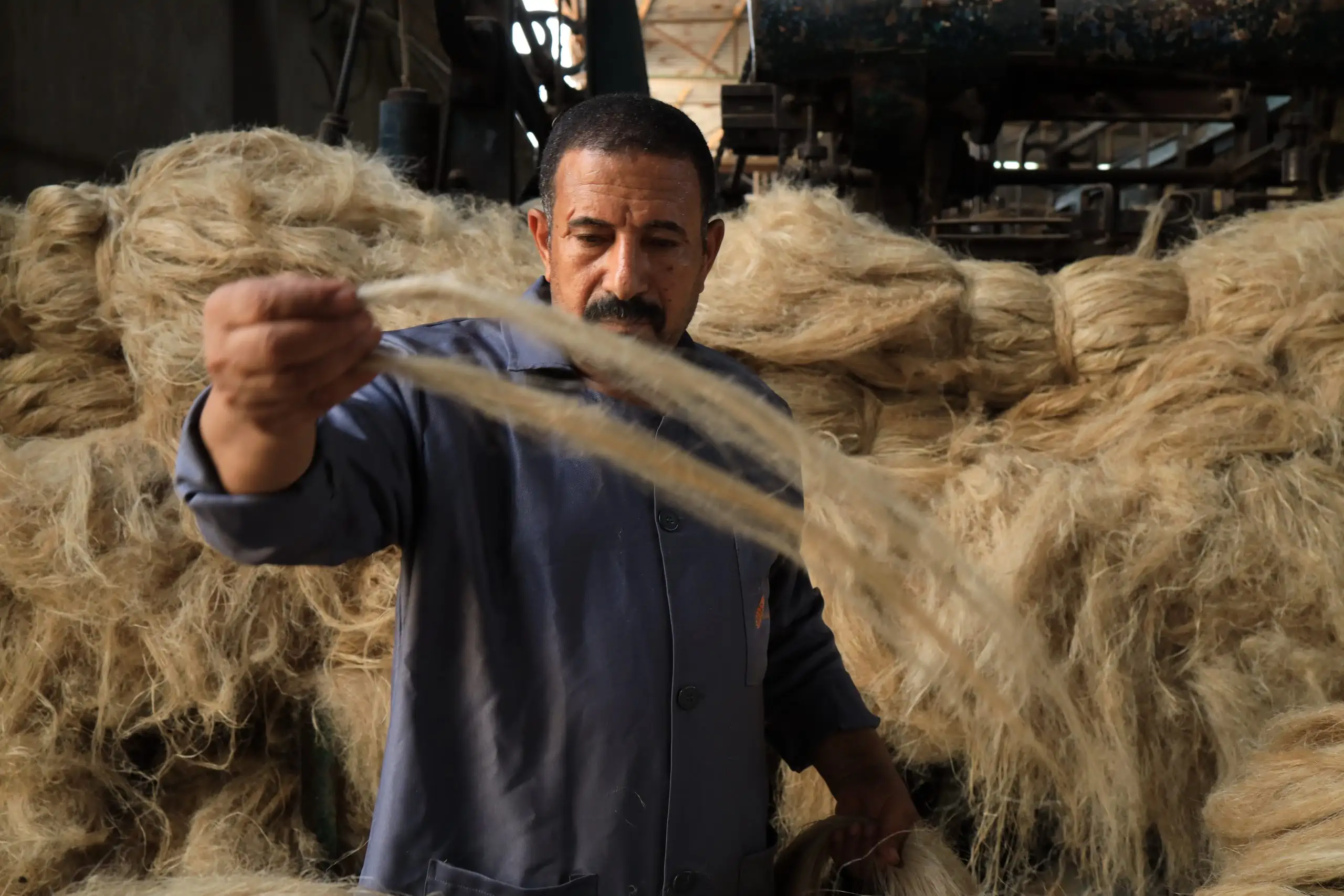 worker holding flax fiber with background of raw flax