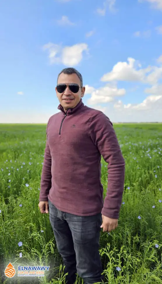 A man wearing sunglasses and a maroon sweater stands in a green field with small flowers under a blue sky with clouds, enjoying the comfort of Egyptian linen and reflecting on the many Egyptian linen benefits.