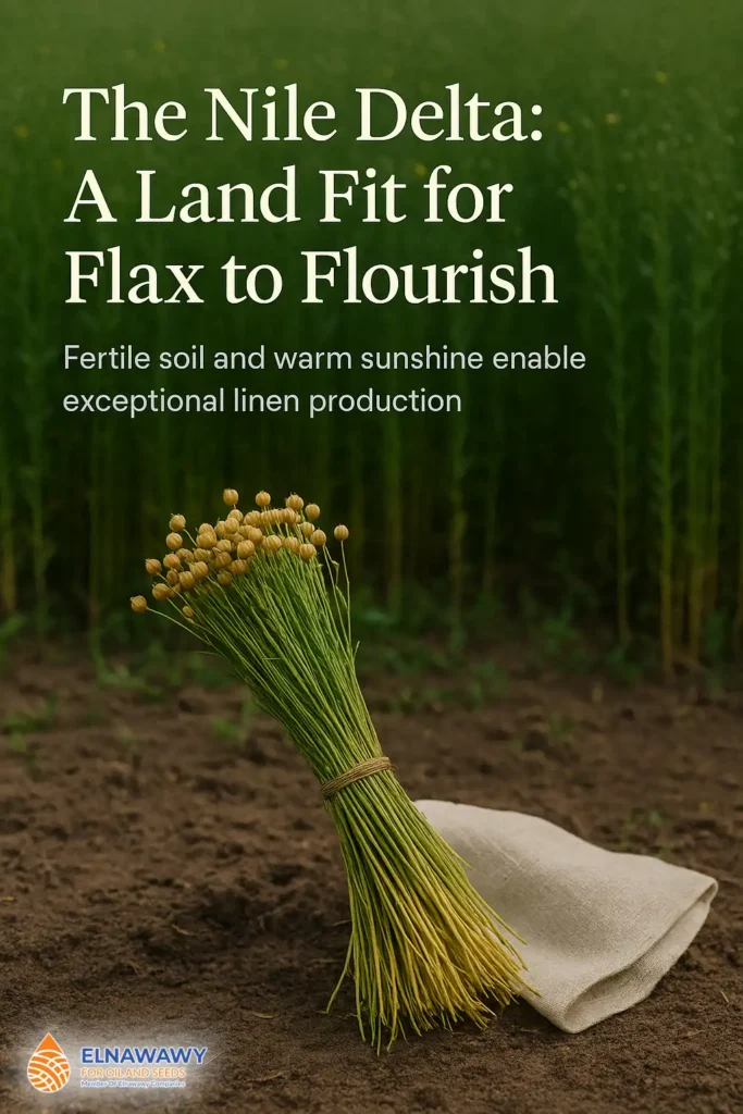 Symbolic illustration of flax bundles and fertile soil representing Egypt’s Nile Delta, ideal for growing high-quality linen flax