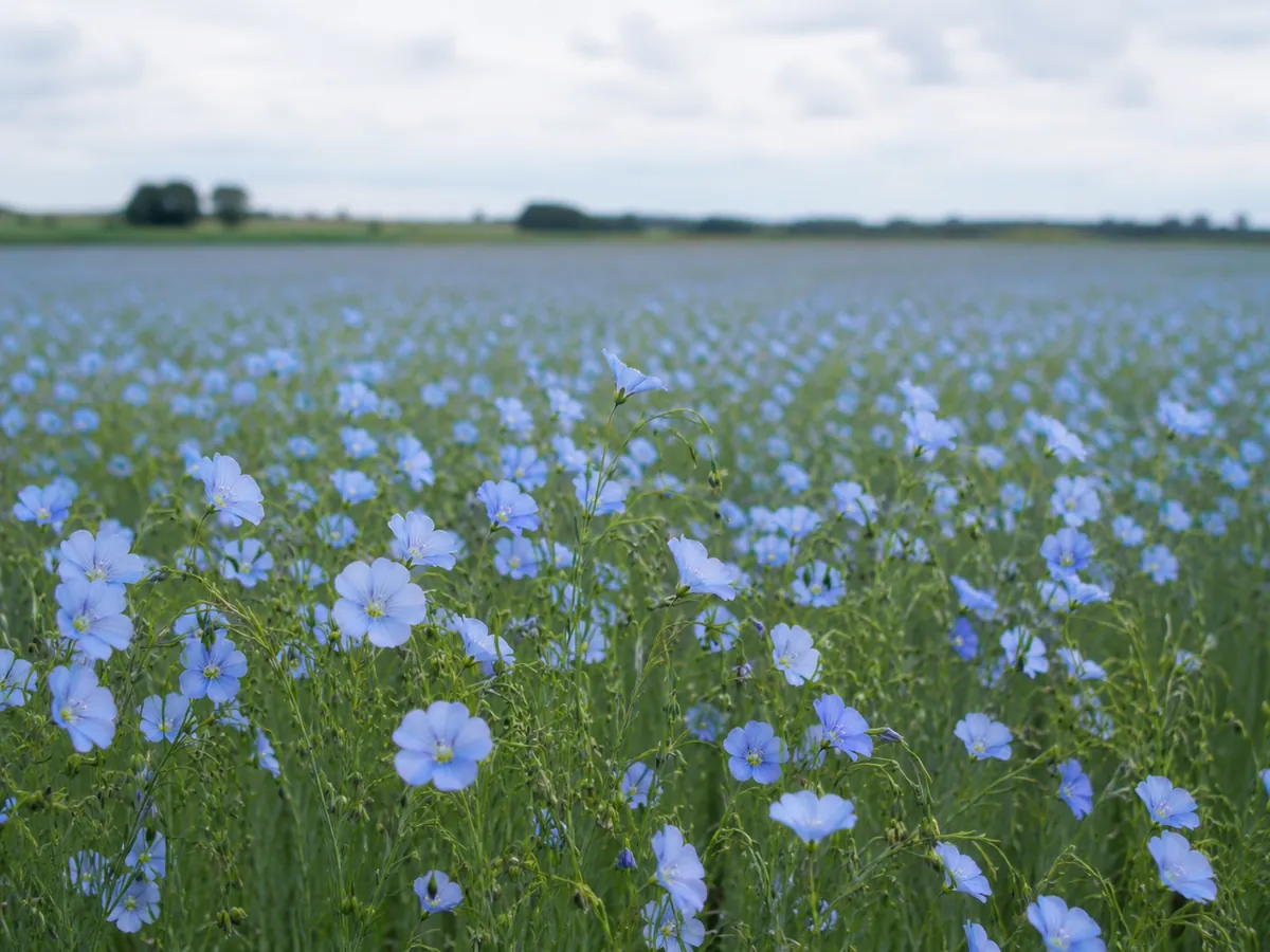 Blühendes Flachsfeld mit blauen Blüten – Wachstum und Reife auf dem Weg zum Leinen