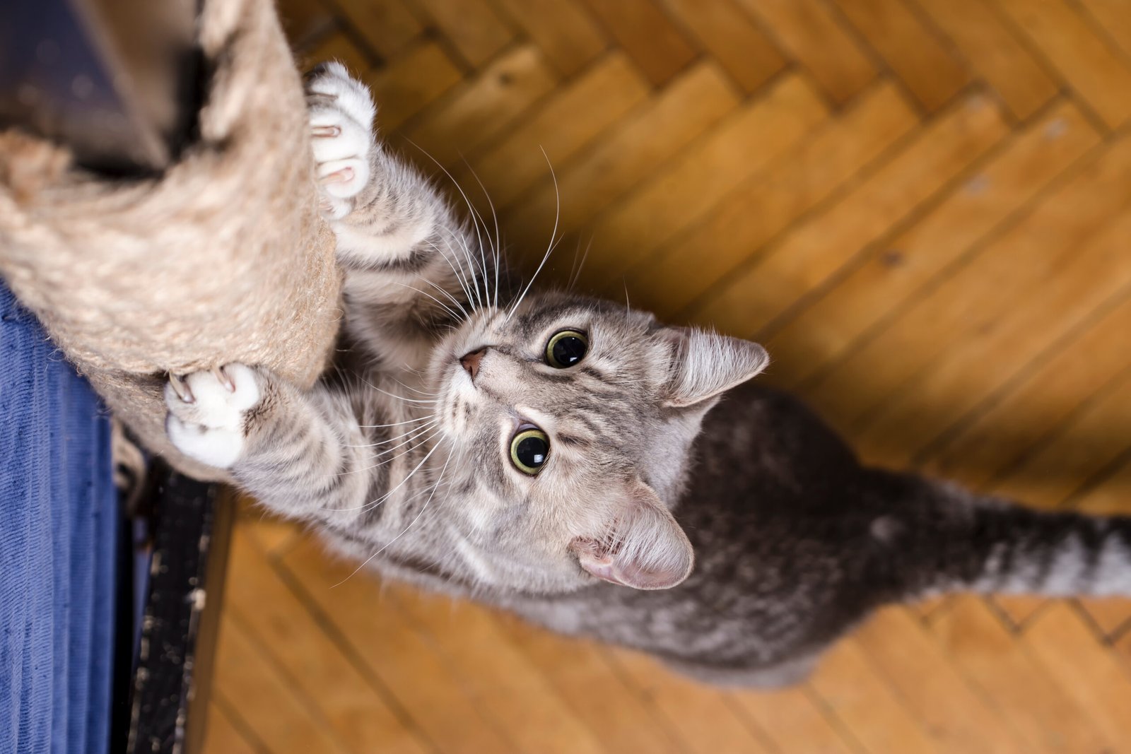 Katze schärft ihre Krallen am mit Sisalseil umwickelten Kratzbaum