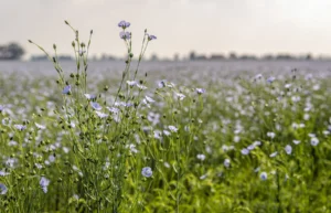 Blau blühendes Flachsfeld im Sonnenlicht, Rohstoff für ägyptisches Leinen
