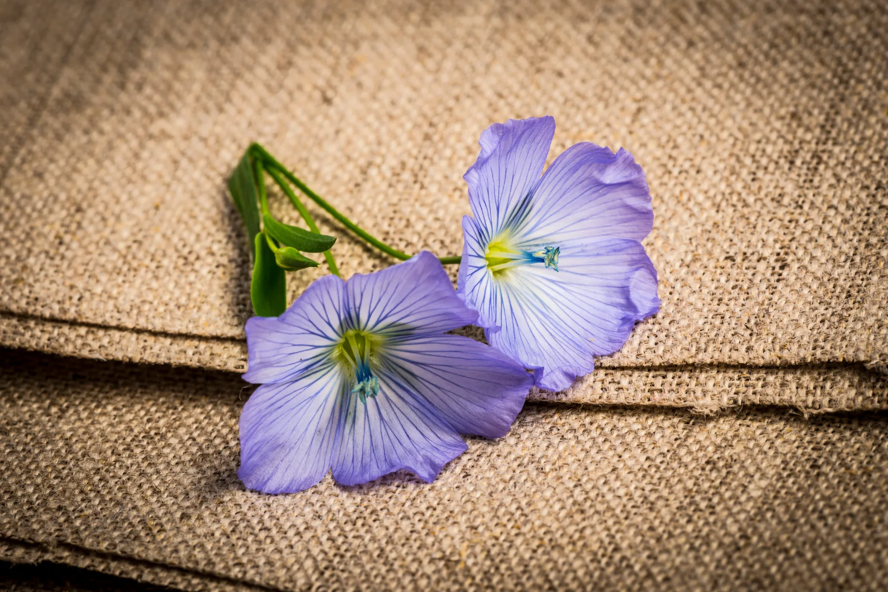 Top 7 Gründe für natürliches Leinengarn 4 Flachsblüte auf Leinenstoff – der natürliche Ursprung von Leinengarn
